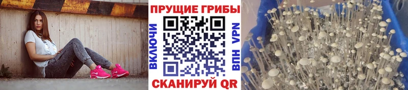 Купить закладки  Удомля  Галлюциногенные грибы GOLDEN TEACHER 